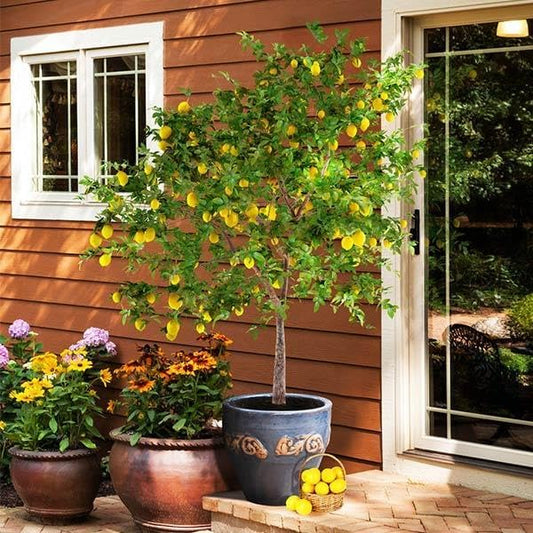 Brighter Blooms - Meyer Lemon Tree, 2-3 ft. - No Shipping to AK, AL, AZ, CA, FL, GA, HI, LA, MS, OR, TX