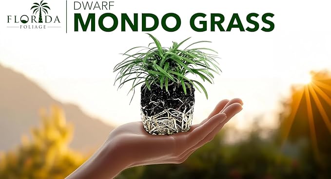 Dwarf Mondo Grass | 3 Large 4 Inch Pots | Ophiopogon Japonicus Nanus | Live Evergreen Shade Loving Groundcover
