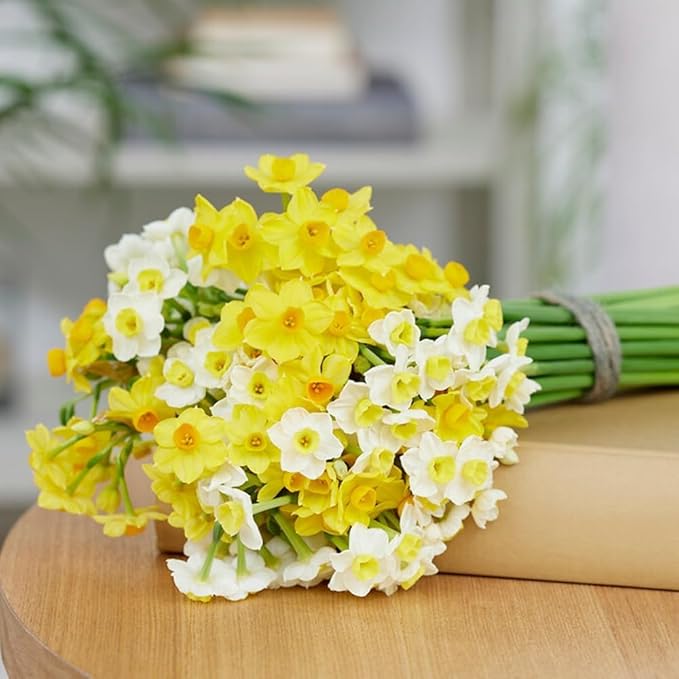 Budget Fragrant Daffodil Bulbs Collection (25 Daffodil), Perennial and Hardy, Flower Bulb Mix from Holland for Garden and Pot, 6-7 Varieties (no Seeds, not Artificial)
