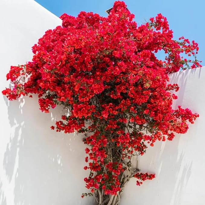 2 Bougainvillea Plants Live, Trailing Flowering Vines, 5-9” Tall, Well-Rooted Bougainvillea Trees for Outdoor Garden or Patio (Red Bougainvillea)