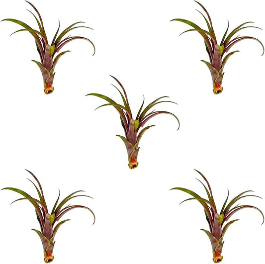 ragnaroc Air Plants - Tillandsia Red Capitata, Large 5-7” - 5 ct - Live Arrival Guaranteed - House Plants for Home Decor & Gift