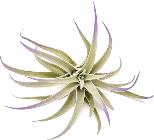 Purple Colorful Tillandsia Air Plants - Long Lasting Color Enhanced Live Tillandsia Succulent House Plants - Home and Garden Decor - Easy Care Indoor and Outdoor (Harrisii, Single)