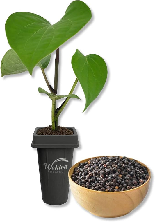 Black Pepper Plant - 1 Live Starter Vine - Piper Nigrum - Grow Your Own Spices in The Garden
