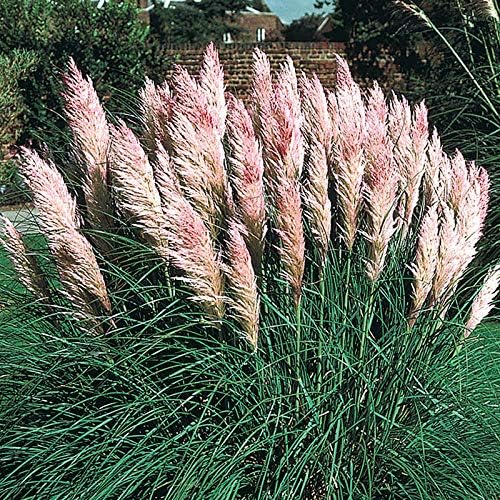 Outsidepride Pink Pampas Grass Seeds – 1,000 Pcs. Perennial, Drought-Tolerant Ornamental Grass for Large Garden Borders, Privacy Landscaping, Xeriscaping, and Low-Maintenance Outdoor Spaces