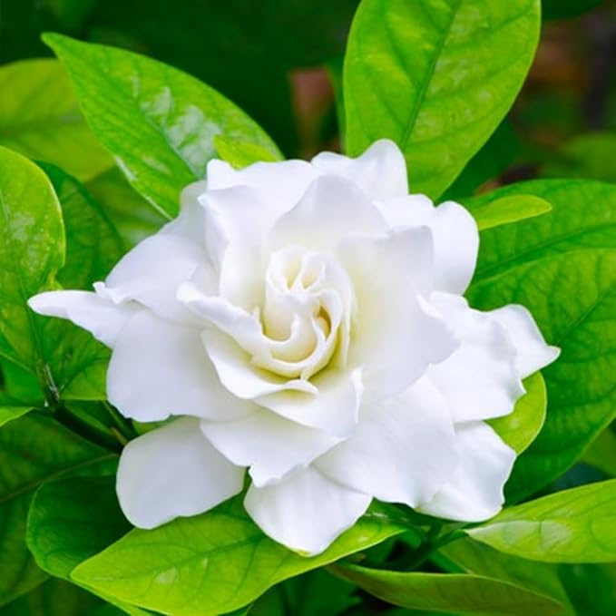 Cape Jasmine Plant Live, Frostproof Jasmine Live Plants, Gardenia Plant Live Climbing Vine No Pot Indoor Outdoor Fragrant Flower Garden Planting
