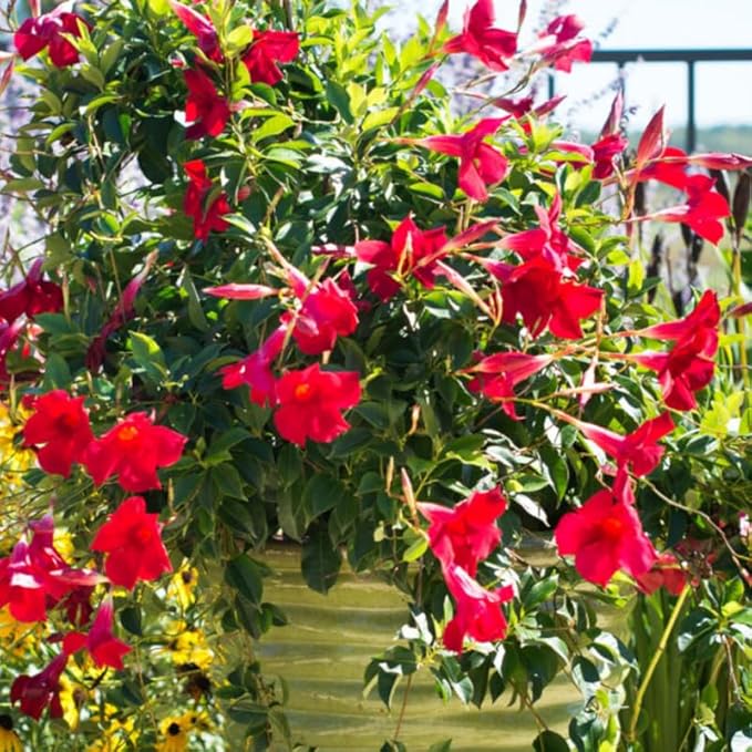 3 Red Mandevilla Plants Live, 5-10” Tall Flowering Mandevilla Vines for Trellis, Outdoor Patio, Garden Pots, Trailing Mandevilla Seedlings
