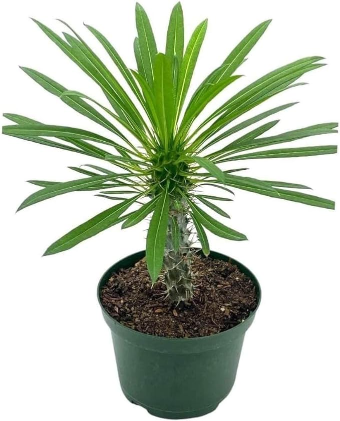 BubbleBlooms Madagascar Palm, Pachypodium Lamerei, in a 4 inch Pot