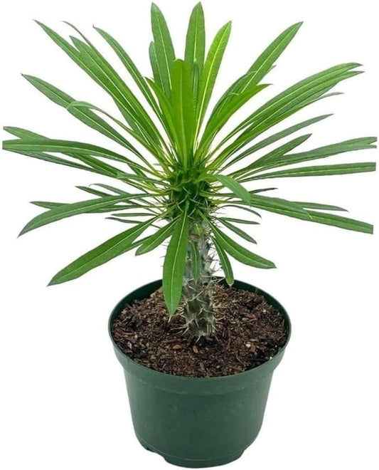 BubbleBlooms Madagascar Palm, Pachypodium Lamerei, in a 4 inch Pot