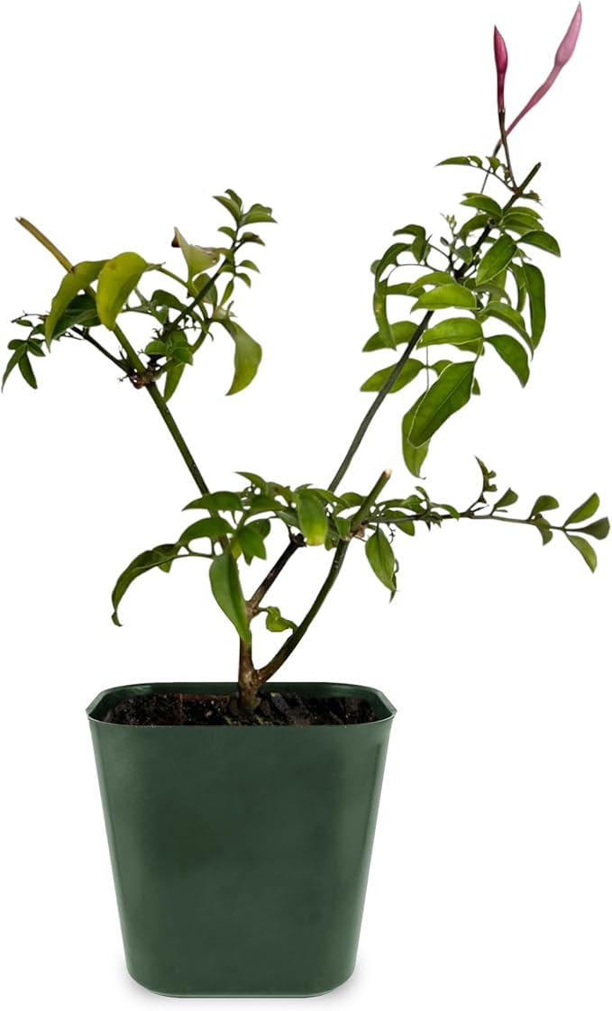 My Shelfie - Mini Pink Jasmine Plant Vine Starter in 2-Inch Pot, Live Plants Outdoor Setting, 3-5 Inches, Pet-Friendly, 1-Piece