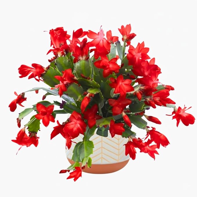 1 Thanksgiving Christmas Cactus Plants Live in 4" Pot, Houseplant Holiday Cactus, Vibrant Single Color Blooms Indoor Outdoor, Zygocactus Like, Winter Hardy (Red)