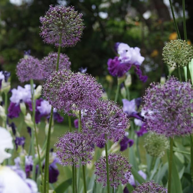 Flowering Onion or Allium Aflatunense Flower Bulbs - 5 Bulbs per Pack - Attracts Butterflies and Hummingbirds - Deer Resistant - Good as Cut Flowers - Perennializing