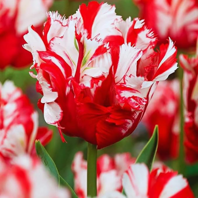 15 Parrot Tulip Bulbs for Fall Planting, Tulip Spring Flower Bulbs Perennial Outdoor, Colorful Blooms Groundcover Bulb