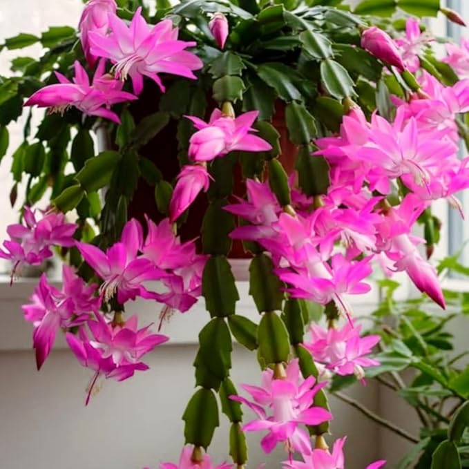 2 Pink Christmas Cactus Plants, Thanksgiving Cactus 3-6 Inch Tall, Winter Succulents Flowers Container Hanging Basket Indoor Outdoor Planting