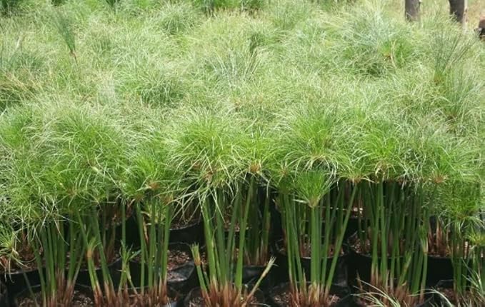 Giant Egyptian Papyrus | 3 Live Plants | Cyperus Large Shade & Wet Tolerant Aquatic Foliage