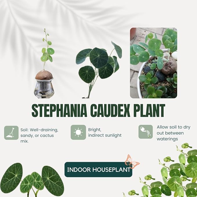2"-2.5" Stephania Cephalantha Plant Caudex, Rare Succulent with No Hair Roots, Already Sprouts, 4.5-6 Cm Wide Caudex for Planting,Home Decor, Houseplant, Cold Hardy