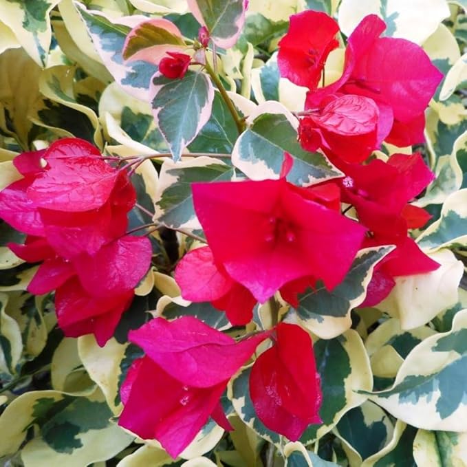2 Bougainvillea Plants Live, Trailing Flowering Vines, 5-9” Tall, Well-Rooted Bougainvillea Trees for Outdoor Garden or Patio (Raspberry Ice Bougainvillea)