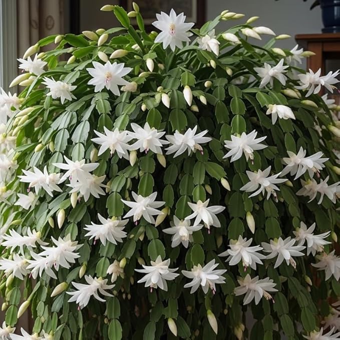 White Easter Cactus Plants Live, Christmas Cactus Thanksgiving Cactus Like Plants Live, Well-Rooted Cold Hardy, Holiday Cactus for Indoor Outdoor Planting, 4-8 Inc Tall, Starter Tree