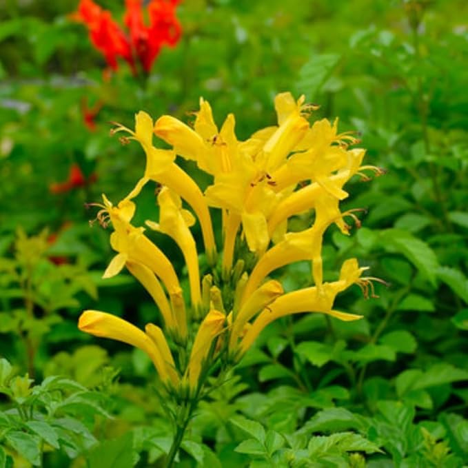 Set 2 Fragrant Honeysuckle Plants Live, Live Honeysuckle Plants 5-9" Tall Vines Bushes Climbing for Planting (Yellow Mango Cape)
