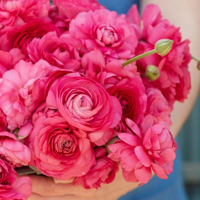 Eden Brothers Ranunculus Bulbs - Bonbon