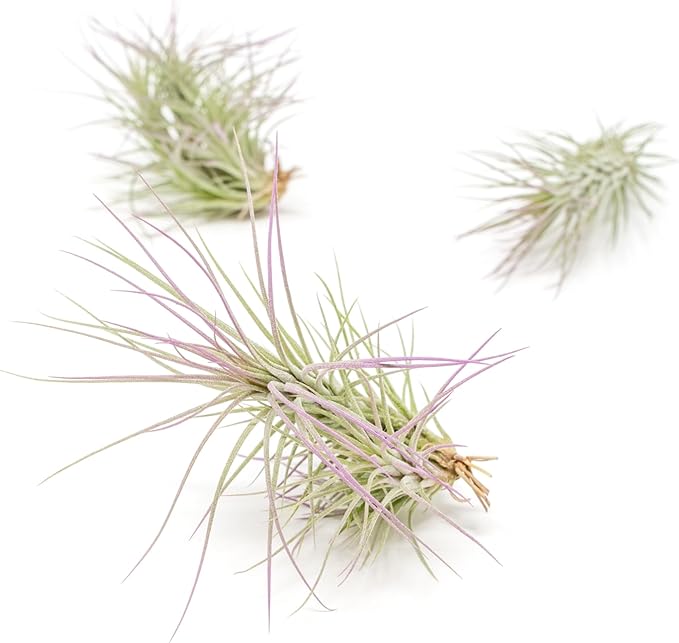 Lavender Colorful Tillandsia Air Plants - Long Lasting Color Enhanced Live Tillandsia Succulent House Plants - Home and Garden Decor - Easy Care Indoor and Outdoor Air Plant