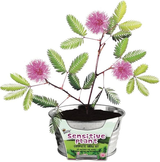 BUZZY Seeds Mini Basin Sensitive Plant Grow Kit, Interactive Leaves Move When Touched, Flower Starter Kit for Kids and Adults | Indoor Gardening Gift, DIY Home Project