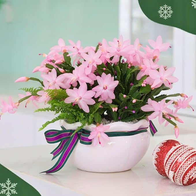 1 Thanksgiving Christmas Cactus Plants Live in 4" Pot, Houseplant Holiday Cactus, Vibrant Single Color Blooms Indoor Outdoor, Zygocactus Like, Winter Hardy (Light Pink)