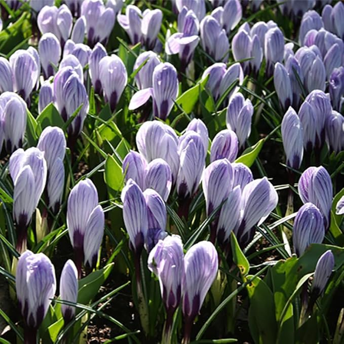 King of The Striped Crocus Flower Bulbs - 10 Bulbs per Pack - Naturalizing - Perennializing