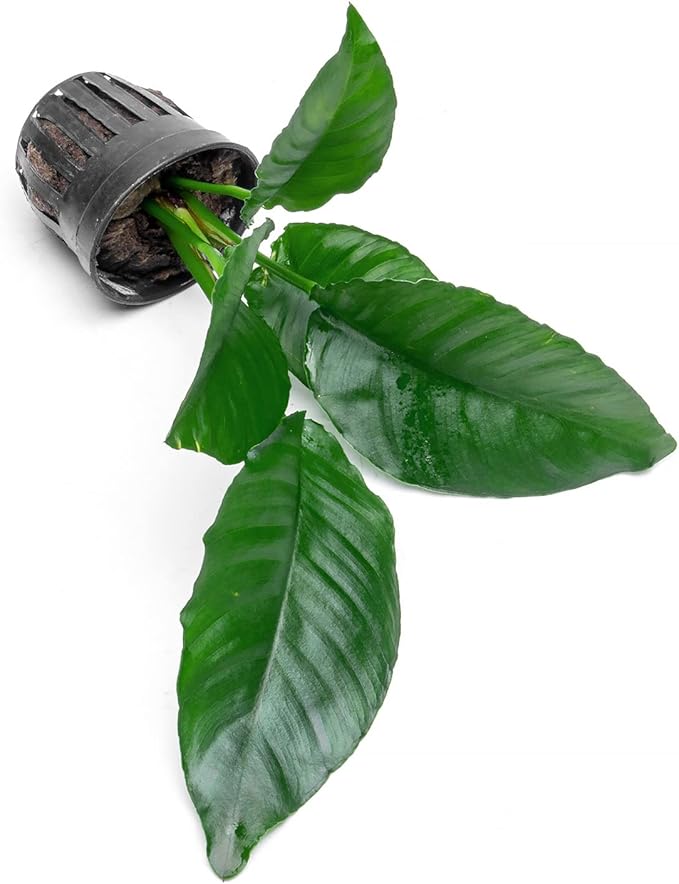 SubstrateSource Anubias Live Aquarium Plants - Potted Freshwater Plant for Fish Tanks, Terrariums - Beginner Friendly Low Light (Heterophylla, 1 Pot)