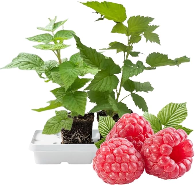 Set 2 Red Raspberry Plants Live, Raspberry Trees Live Plants, Raspberry Seedlings, 5-9 Inc, Raspberry Fruits Trees