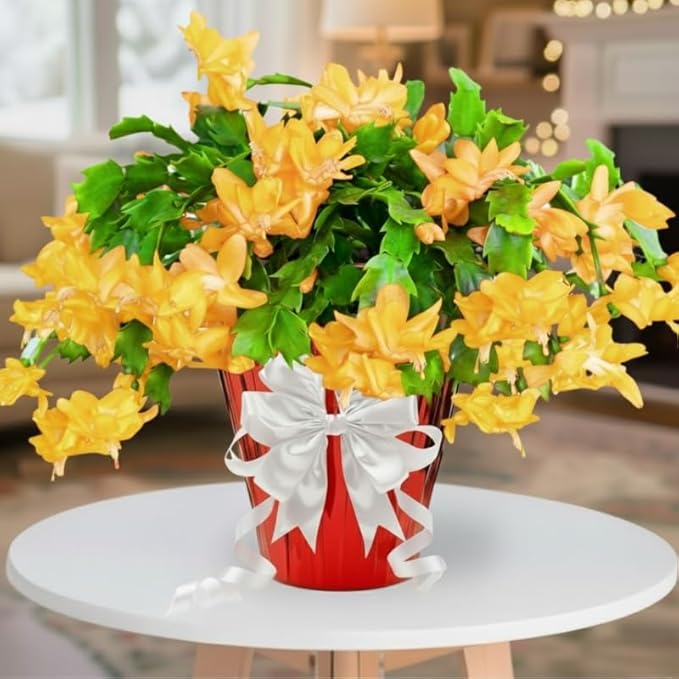 2 Yellow Christmas Cactus Plants Live, True Thanksgiving Cactus Live Size 6-9" Inches Tall, Ready to Blooms, Holiday Houseplant, Cold Hardy, Bloom in Winter