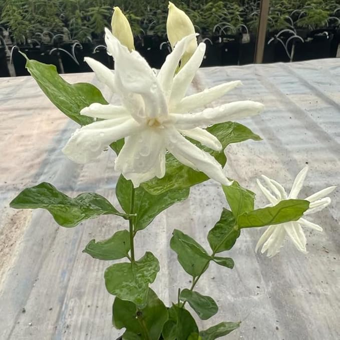 Jasmine Plant, Fragrant Jasmine Flower Vine 4-8 Inches Well Rooted for Container, Hanging Basket Growing (Common)