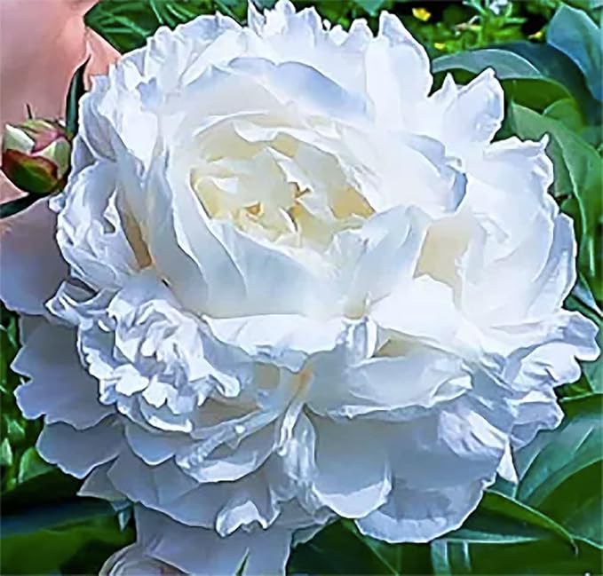 Gardenia Double White Peony Bulbs - One of The Finest and Strongest White Peonies, 3-5 Eyes, Live Peony Plants for Planting Outdoors, Perfect Peony Flowers Plant