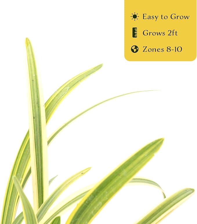 4 Pacific Grove Agapanthus in 3.5” Nursery Cubes (Agapanthus ‘Pacific Grove’) | Variegated Evergreen Perennial for Borders, Beds & Containers | Ready-to-Plant Live Starter Plants