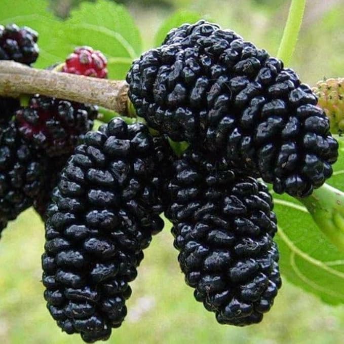 Mulberry Tree Live Plant, 5 to 8 Inch Tall, Sweet Mulberry Plant Live Seedling, No Pot, Edible Mulberries Fruit Tree Plant (Illinois Everbearing Mulberry)