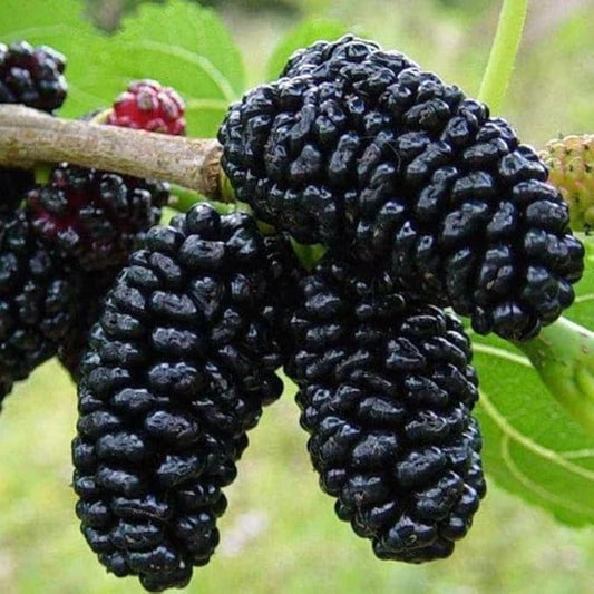 Mulberry Tree Live Plant, 5 to 8 Inch Tall, Sweet Mulberry Plant Live Seedling, No Pot, Edible Mulberries Fruit Tree Plant (Illinois Everbearing Mulberry)
