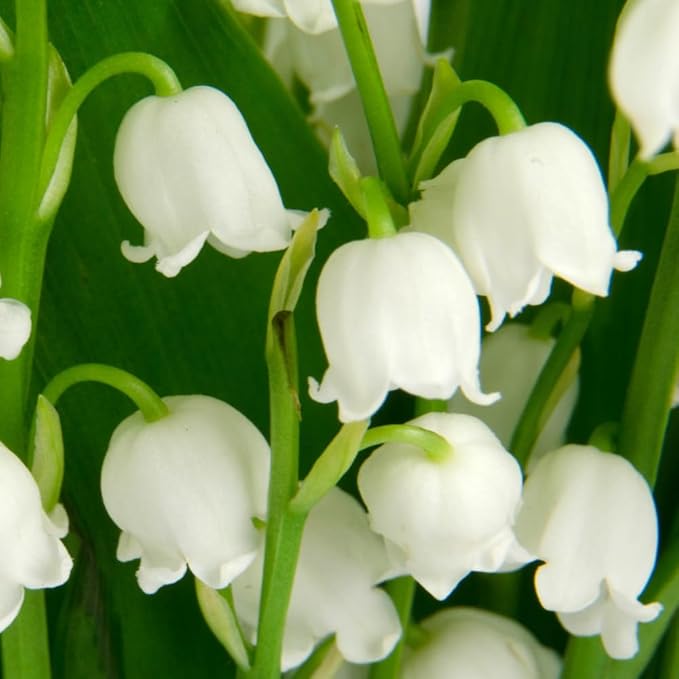 10 Large Lily of The Valley Roots for Planting, Perennial Sweet Fragrant White Flower, Zones 2 to 9, Cold Hardy