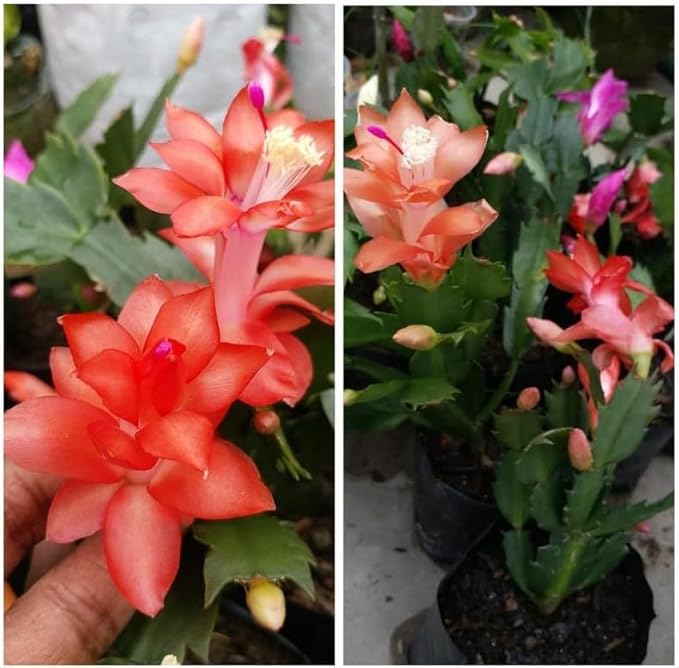 2 Orange Christmas Cactus Plants Live, 4 to 7 Inch Tall Colorful Christmas Cactus, Holiday Flower Houseplant, Indoor Outdoors Easy Care Plants for Home Garden