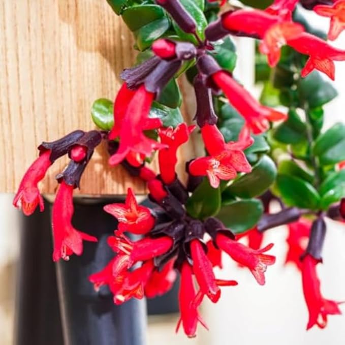 Scarlet-Red Lipstick Plans Live Houseplants in Pot, Aeschynanthus Red Flower Vine Décor Office, Desk Indoor Outdoor Growing