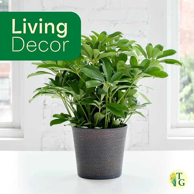Thorsen's Greenhouse Live Arboricola Umbrella Tree Plant, Schefflera Arboricola, Natural Air Purifier, Easy to Grow, Live Indoor Houseplant, 4-inch Diameter (Brushed Silver)