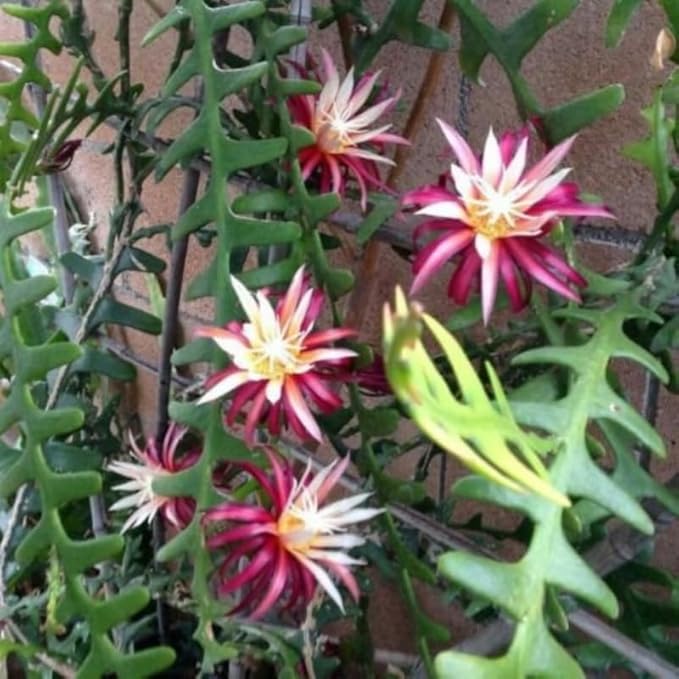 Fishbone Cactus Live Plant, Epiphyllum Flower Cactus in Pot, 4 to 8 Inch Tall, Perennial Well Rooted Plants