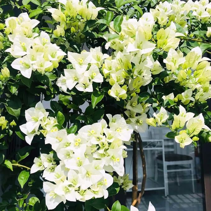 2 Bougainvillea Plants Live, Trailing Flowering Vines, 5-9” Tall, Well-Rooted Bougainvillea Trees for Outdoor Garden or Patio (White Bougainvillea)