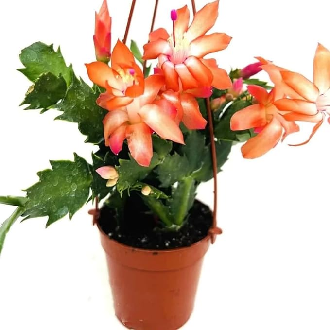 True Thanksgiving Cactus Plant Live in 4" Pot, Ready to Bloom, Holiday Christmas Cactus Plants Live, Vibrant Blooms (Red Orange)