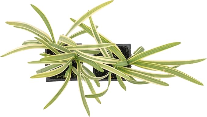 2 Pacific Grove Agapanthus in 3.5” Nursery Cubes (Agapanthus ‘Pacific Grove’) | Variegated Evergreen Perennial for Borders, Beds & Containers | Ready-to-Plant Live Starter Plants