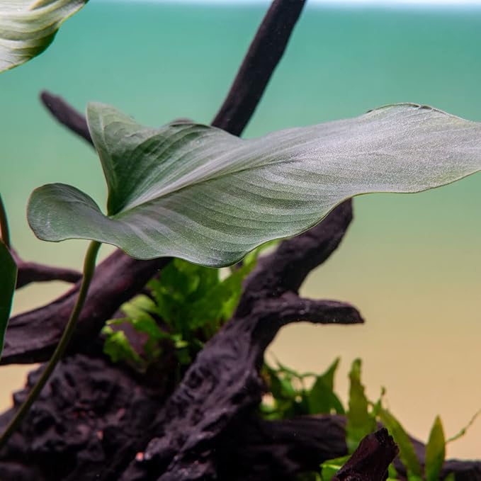 SubstrateSource Anubias Live Aquarium Plants - Potted Freshwater Plant for Fish Tanks, Terrariums - Beginner Friendly Low Light (Hastifolia, 1 Pot)