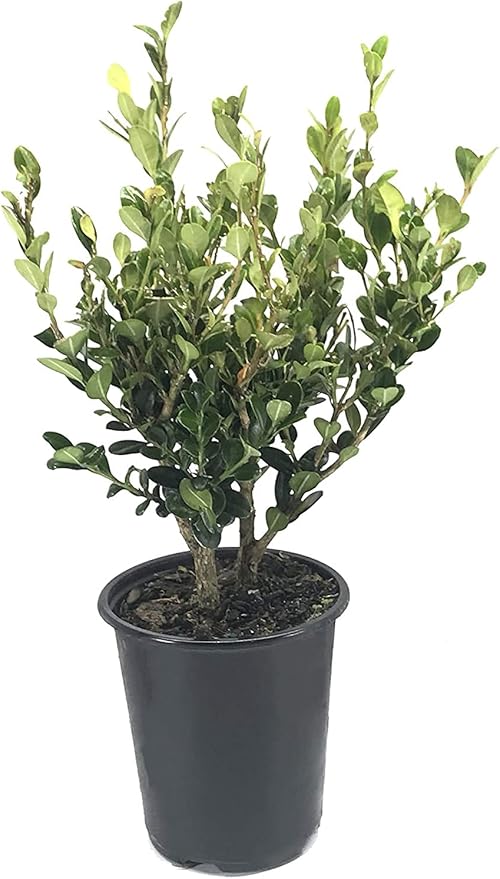 Winter Gem Boxwood | 5 Live 4 Inch Pots | Buxus Microphylla Japonica | Fast Growing Cold Hardy Formal Evergreen Shrub