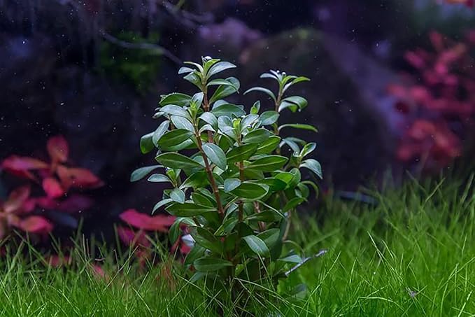 SubstrateSource Live Plant - Ludwigia Inclinata Crystal Tissue Culture Aquatic Live Aquarium Plant - 100% Snail Free in Vitro Cup (Ludwigia Crystal)