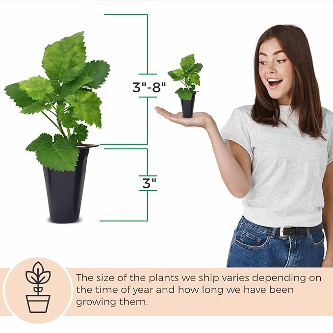 BlackBerry Plant Kiowa (4 Pack) | Live Fruit Plant for Planting | Extra-Large, Juicy & Sweet Berries | Thorny & High-Yielding Variety | Perfect for Fresh Eating, Jams & Organic Gardening