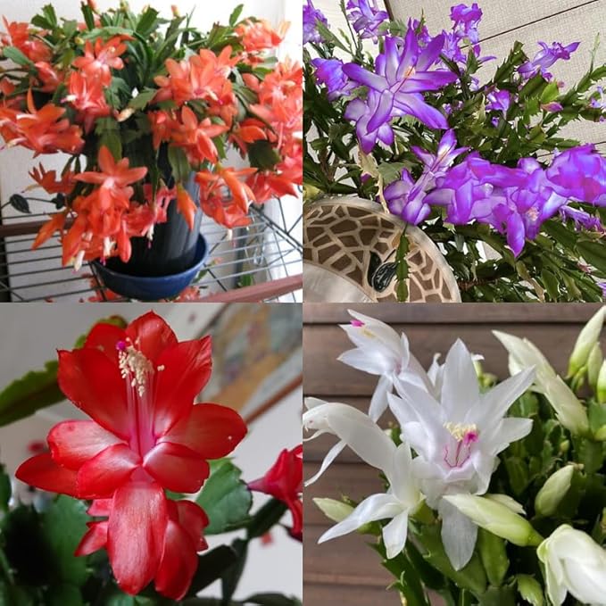 4 Mixed of Easter Cactus Plants Live, Christmas Cactus, False Thanksgiving Cactus Plants Like, Cold Hardy, 5-9" in Tall, No Pot, Assorted Colors - 3