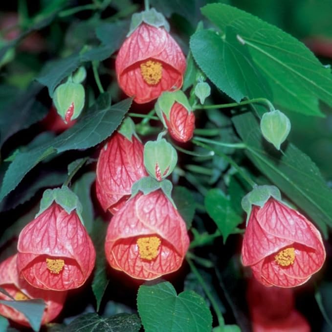2 Abutilon Plants 5-9 Inches Tall - Lantern Trees Perfect for Enhancing Your Indoor and Outdoor Garden - Trailing Hanging Flower Vine (Pink Abutilon)