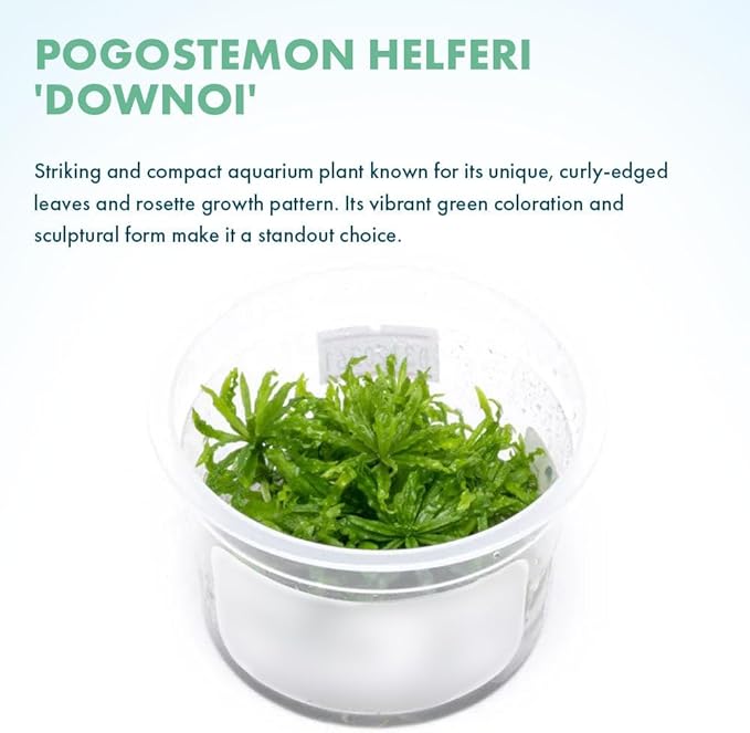 SubstrateSource Live Plant - Downoi (Pogostemon helferi) - Foreground Rosette, Snail-Free in Vitro Aquarium Plant - Tissue Culture
